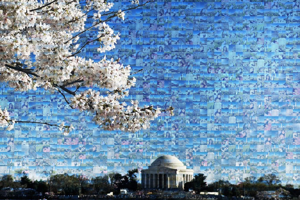 Washington DC Cherry blossom capitol hill