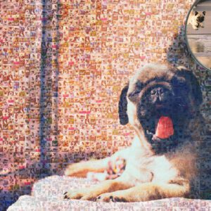 Create your personalized dog photo mosaic, inspired by a heartwarming pug yawning in a cozy afternoon setting.